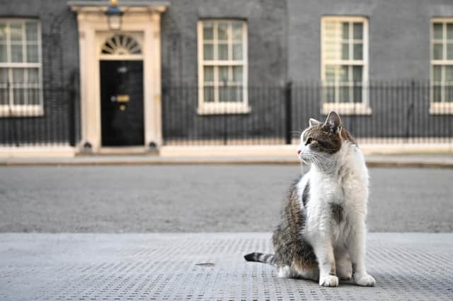 If only cats could talk, what tales of opulence Larry could tell (Picture: Leon Neal/Getty Images)