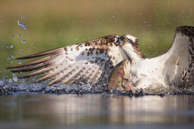 Scotland is home to internationally important wildlife, including ospreys, but nature is severely depleted across much of the country. Picture: Peter Cairns