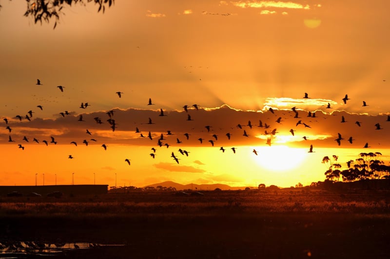 “Birds were flying from continent to continent long before we were. They reached the coldest place on Earth, Antarctica, long before we did. They can survive in the hottest of deserts. Some can remain on the wing for years at a time. They can girdle the globe. Now, we have taken over the earth and the sea and the sky, but with skill and care and knowledge, we can ensure that there is still a place on Earth for birds in all their beauty and variety – if we want to – and surely, we should.”