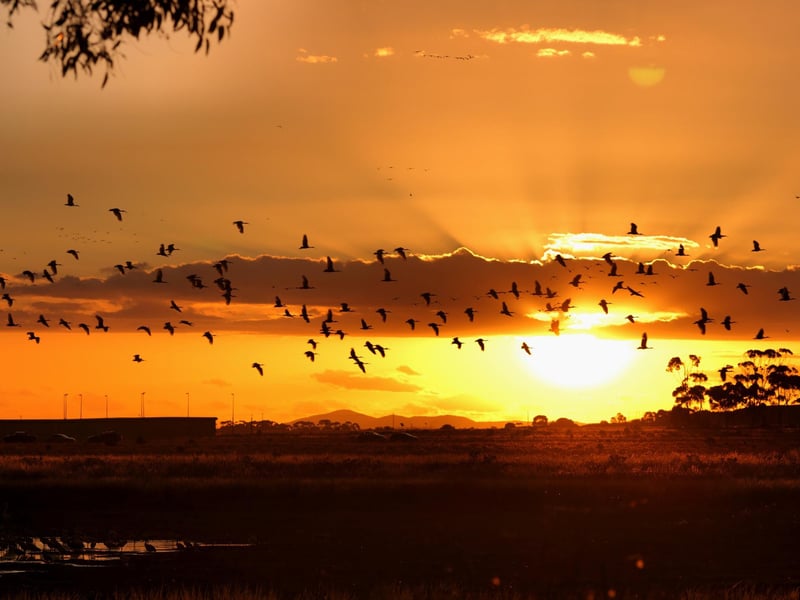 “Birds were flying from continent to continent long before we were. They reached the coldest place on Earth, Antarctica, long before we did. They can survive in the hottest of deserts. Some can remain on the wing for years at a time. They can girdle the globe. Now, we have taken over the earth and the sea and the sky, but with skill and care and knowledge, we can ensure that there is still a place on Earth for birds in all their beauty and variety – if we want to – and surely, we should.”