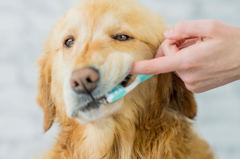 One of the most common reasons of tooth and gum disease in dogs is due to their owner’s not brushing their dog’s teeth correctly, or often enough. In fact, the average cost of a dentist having to scale and polish a dog’s teeth is £233. With pet toothbrushes and toothpaste costing less than £10, it’s definitely worth getting into the habit of doing this yourself at home with many dentists sharing a step-by-step guide online.