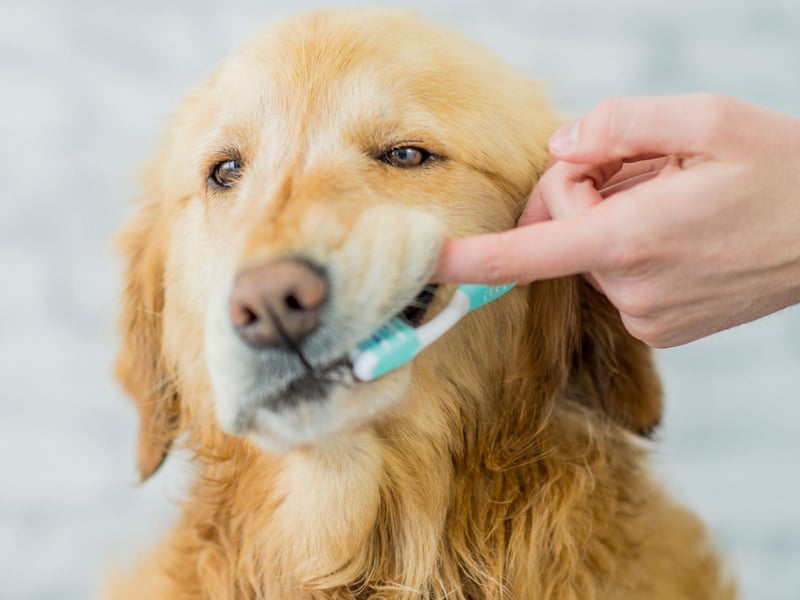 One of the most common reasons of tooth and gum disease in dogs is due to their owner’s not brushing their dog’s teeth correctly, or often enough. In fact, the average cost of a dentist having to scale and polish a dog’s teeth is £233. With pet toothbrushes and toothpaste costing less than £10, it’s definitely worth getting into the habit of doing this yourself at home with many dentists sharing a step-by-step guide online.