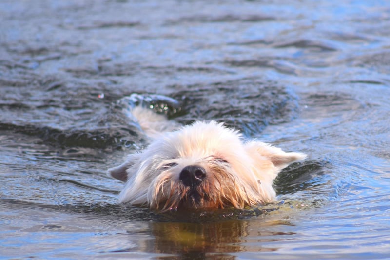 Westies have won Best in Show at Crufts three times. Dianthus Buttons, owned by Kath Newstead and Dorothy Taylor, took the title in 1976, followed by Olac Moon Pilot in 1990 and Burneze Geordie Girl in 2016.