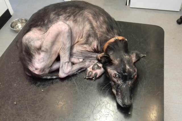 Lola (Photo: Scottish SPCA).