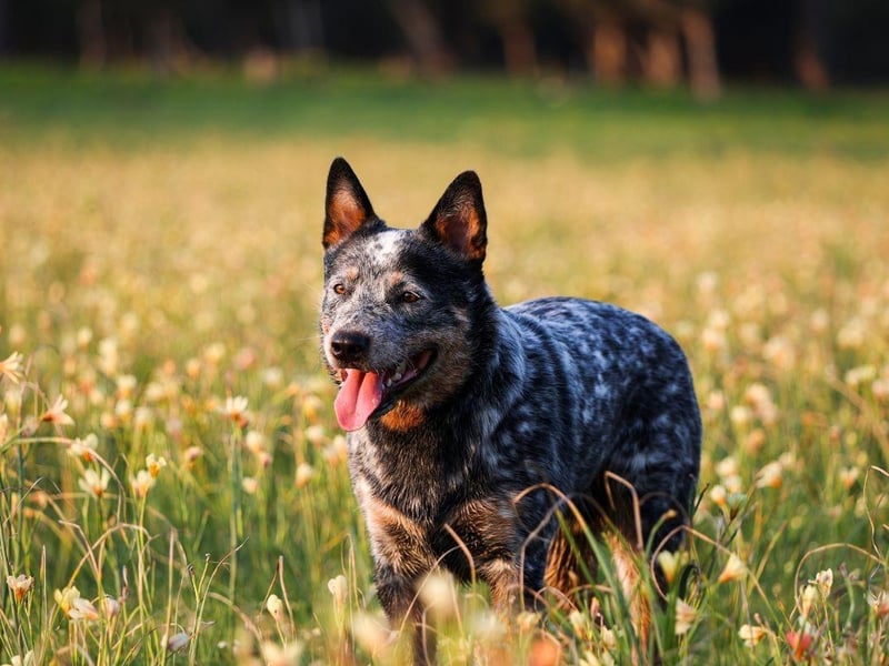 Always full of energy, the Australian Cattle Dog is a breed for experienced owners only. They need to be exercised regularly and need constant jobs to stop them getting bored. At the end of a long day they prefer their own company rather than socialising with other family dogs.