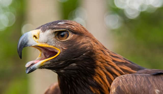 The Borders town of Moffat is set to host the UK's first ever Golden Eagle Festival, with a range of events celebrating Scotland national bird and other iconic wildlife
