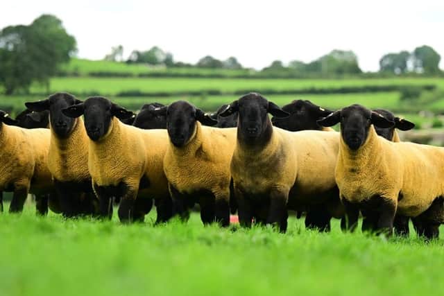 The Suffolk is a British breed of domestic sheep