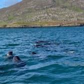 A pod of around 15 whales in the bay of Lochboisdale