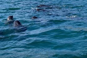 A pod of around 15 whales in the bay of Lochboisdale