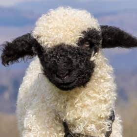 Gia the two-week-old Valais Blacknose lamb has her legs in casts as suffered nerve damage to her front legs during birth because her legs were too long. A