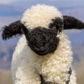 Gia the two-week-old Valais Blacknose lamb has her legs in casts as suffered nerve damage to her front legs during birth because her legs were too long. A