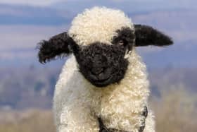 Gia the two-week-old Valais Blacknose lamb has her legs in casts as suffered nerve damage to her front legs during birth because her legs were too long. A