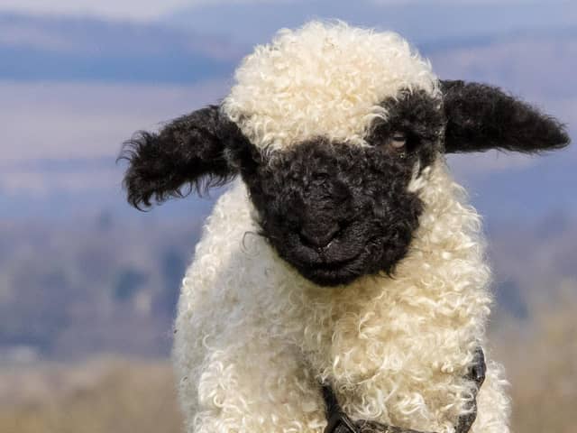 Gia the two-week-old Valais Blacknose lamb has her legs in casts as suffered nerve damage to her front legs during birth because her legs were too long. A