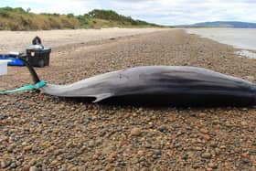 One of two Sowerby's Beaked Whales which died after stranding on Scotland's shores
Pic: SMASS