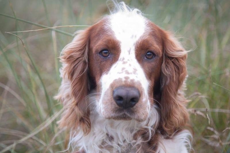 Recognition as a distinct breed by the Kennel Club in 1902, Welsh Springer Spaniels are closely related to their Englsih cousins. The Weslh variety is generally smaller, with a distinctive red and white coat.