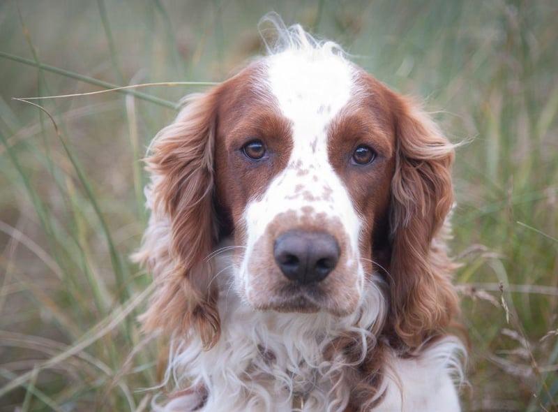 Recognition as a distinct breed by the Kennel Club in 1902, Welsh Springer Spaniels are closely related to their Englsih cousins. The Weslh variety is generally smaller, with a distinctive red and white coat.