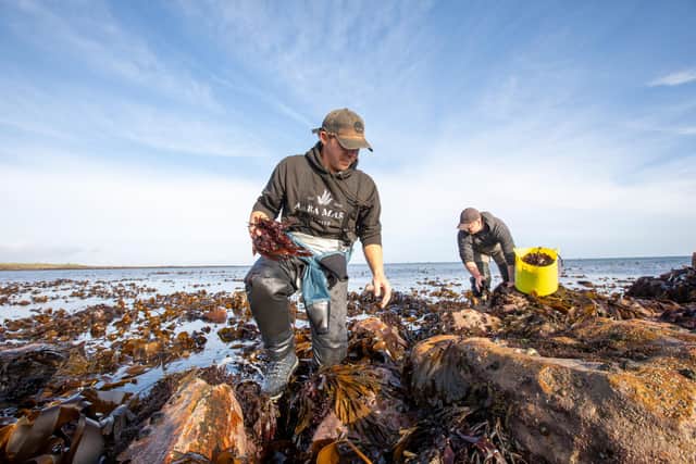 The firm said it was looking forward to working with its seaweed harvesters from Alba Mari in Fife, as well as the growing number of farmers on Scotland’s west coast and beyond.