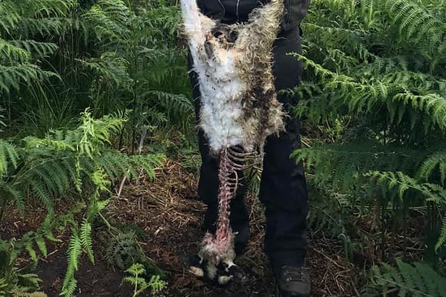 David Colthart displays the aftermath of a sea eagle attack on a lamb picture: supplied