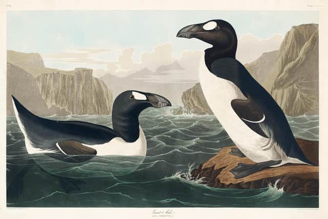 The Great Auk as depicted in Birds of America (1827) by naturalist and artists John James Audubon . One half of the last breeding pair in British Waters was killed on Papa Westray, Orkney, in 1813, with the specimen held at the Natural History Museum now to be cast in bronze. The statue will be placed right under the cliffs where it used to live. PIC : Creative Commons.