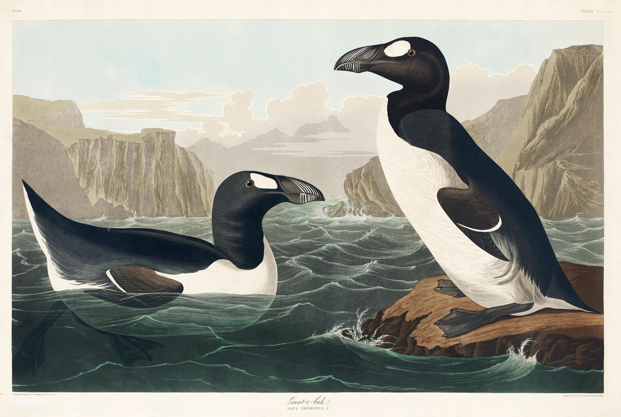 Flying home: The last Great Auk is returning to Orkney after 200 years
