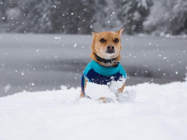 Whilst walking is a great way to stimulate your dog mentally, there are plenty of indoor activities you can try that will provide mental enrichment and strengthen your bond. Activities like training sessions, playing, scent work and treat puzzle toys will work their mind and body and help tire them out.