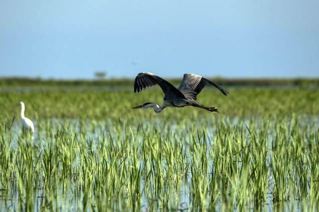 Romania's Danube Delta has become a route for Ukrainian grain exports.