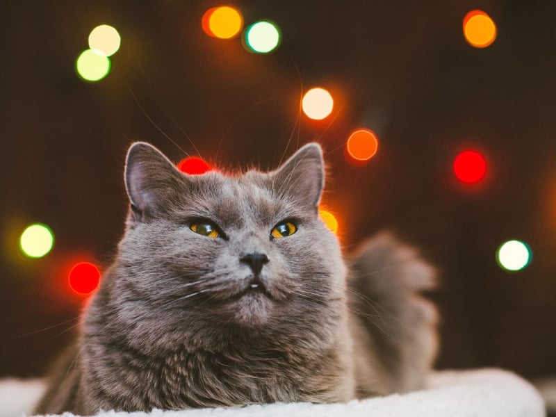 The Chartreux cat is a chilled and relaxed breed known for their patience. They also quickly become devoted to their human owners.