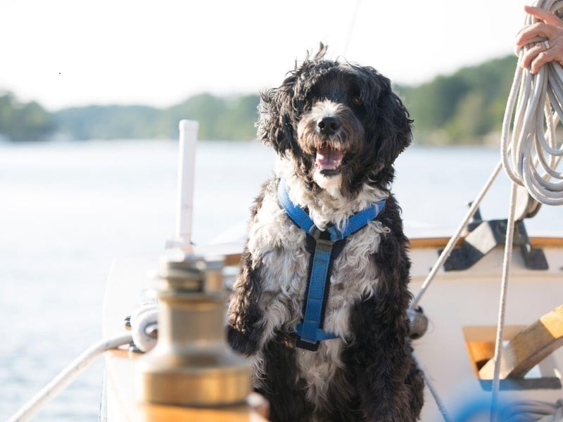If you are looking for a playing companion for somebody with allergies, the Portuguese Water Dog ticks all the boxes. With a hypoallergenic coat they are unlikely to make you sneeze, but are full of energy and enjoy capering with all ages.
