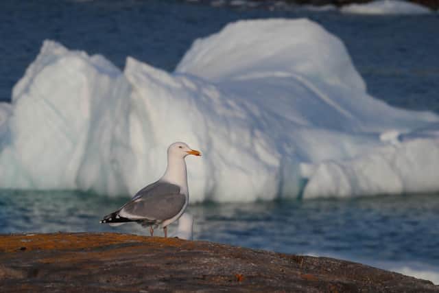 A vision of Scotland's future? The stretch of water along the coast of Newfoundland and Labrador is known as Iceberg Alley (Picture: Drew Angerer/Getty Images)