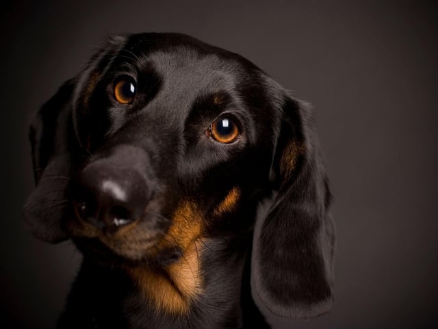 Popping on a couple of 'Bone Direction' albums will keep the Dachshund chilled. These sausage dogs just love pure pop.