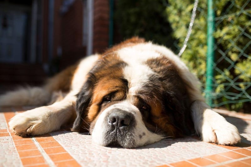 Saint Bernard puppies are already pretty huge, but will grow 225 per cent in height in just 10 months.