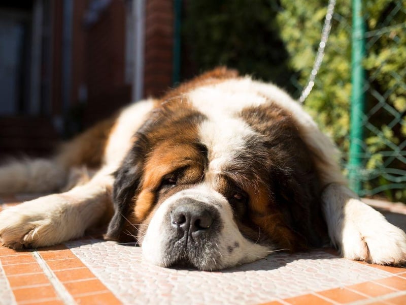 Saint Bernard puppies are already pretty huge, but will grow 225 per cent in height in just 10 months.