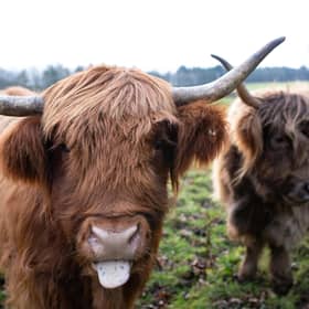 Highland cows Coco and Ginger are providing conservation grazing services as part of the rewilding project at Kinkell Byre, a former arable and livestock farm on the Fife coast
