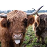 Highland cows Coco and Ginger are providing conservation grazing services as part of the rewilding project at Kinkell Byre, a former arable and livestock farm on the Fife coast