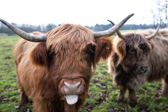 Highland cows Coco and Ginger are providing conservation grazing services as part of the rewilding project at Kinkell Byre, a former arable and livestock farm on the Fife coast