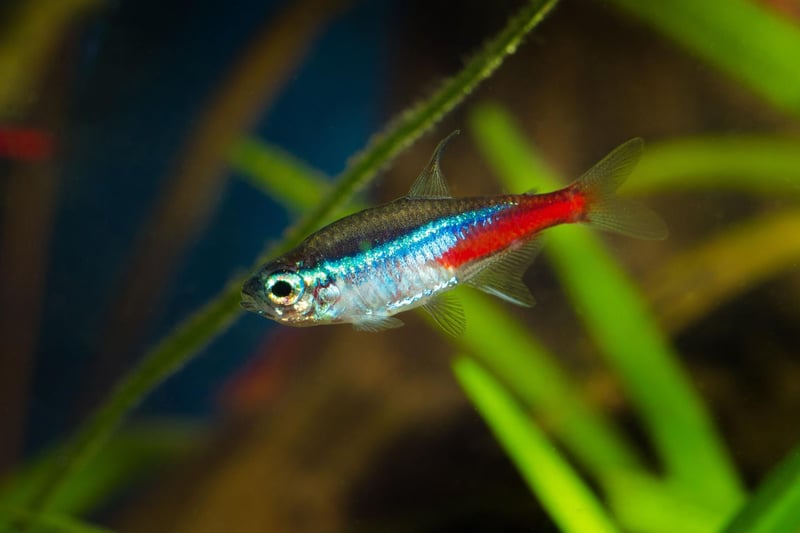 It'll come as no surpise to anybody who has ever owned an aquarium that the Neon Tetra is the UK's (and probably the world's) most popular tropical fish. The tiny fish's bright red and blue colouring and ease of care are a winning combination for beginners. They originally come from backwater streams in the Amazon basin in South America.
