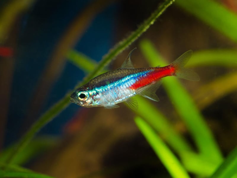 It'll come as no surpise to anybody who has ever owned an aquarium that the Neon Tetra is the UK's (and probably the world's) most popular tropical fish. The tiny fish's bright red and blue colouring and ease of care are a winning combination for beginners. They originally come from backwater streams in the Amazon basin in South America.
