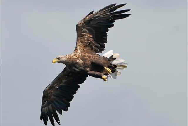 The bird of prey was discovered from Donside in April and a recent post mortem has established the bird was killed by pesticide poisoning.