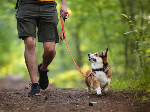 Dog owners should shoulder the full financial burden of keeping their pet, a reader suggests (Picture: stock.adobe.com)