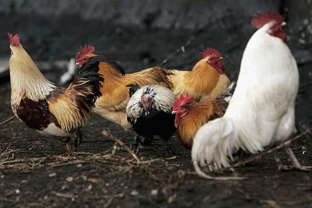 it is now a legal requirement for all bird keepers across Northumberland to keep their birds housed – whether they have pet birds, commercial flocks or just a few birds in a backyard flock. Photo: Getty Images.