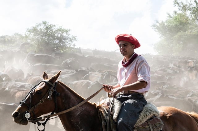 A young gaucho with Aberdeen Angus cattle