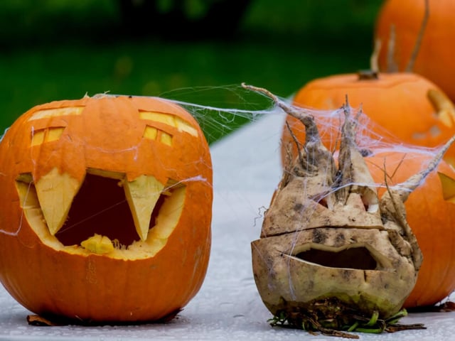 It is said that turnips will rot about 1 week after purchase but a pumpkin can last at least a month at room temperature, while this sounds like a disadvantage imagine the spooky face of a turnip while its features are drooping down from rotting - it's all part of the aesthetic!