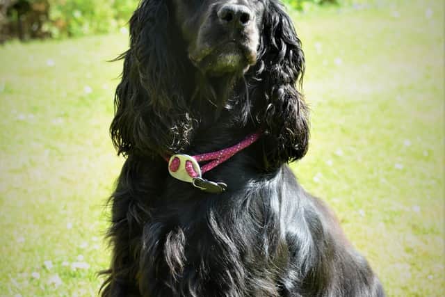 Bramble, the Working Cocker Spaniel, lives at the dog-friendly hotel.