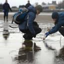 Community volunteers inject seagrass seeds at Pettycur Bay, Kinghorn (Pic: Maverick Photo Agency)