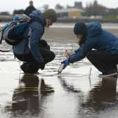 Community volunteers inject seagrass seeds at Pettycur Bay, Kinghorn (Pic: Maverick Photo Agency)