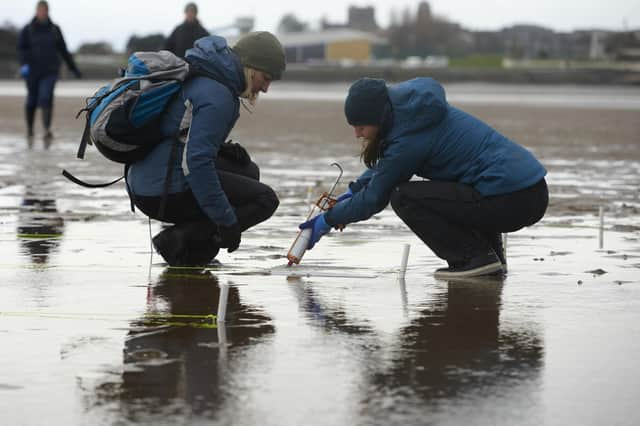 Community volunteers inject seagrass seeds at Pettycur Bay, Kinghorn (Pic: Maverick Photo Agency)