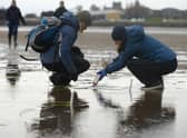 Community volunteers inject seagrass seeds at Pettycur Bay, Kinghorn (Pic: Maverick Photo Agency)