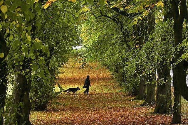 More trees should be planted across Scotland to absorb carbon dioxide