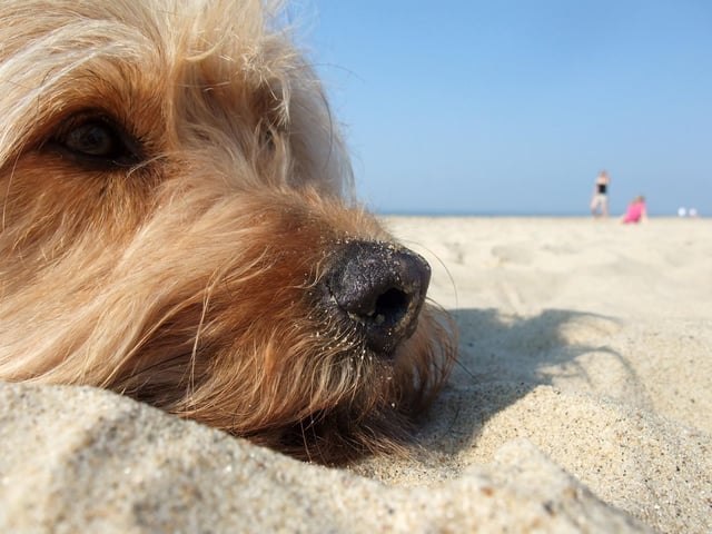 Make sure you bring enough of your pet’s own food for the stay, and some backup meals too. You never know if your brand of choice won’t be available, or even if you will get delayed by traffic on the way home. Changing your pet’s diet suddenly can cause problems, so it’s always best to bring the food you know they enjoy. Don’t forget their water bowls too. I like to bring a portable one just in case there’s an especially hot day. Being somewhere new can be very exciting for your dog, so a chew while you eat breakfast, lunch or dinner can make all the difference.