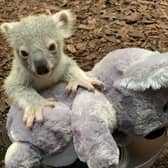 The UK's only koala joey - named Dameeli in tribute to its native homeland Australia.